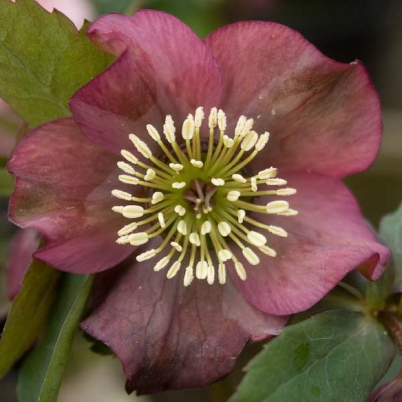 Idänjouluruusu Red (Kukinta)