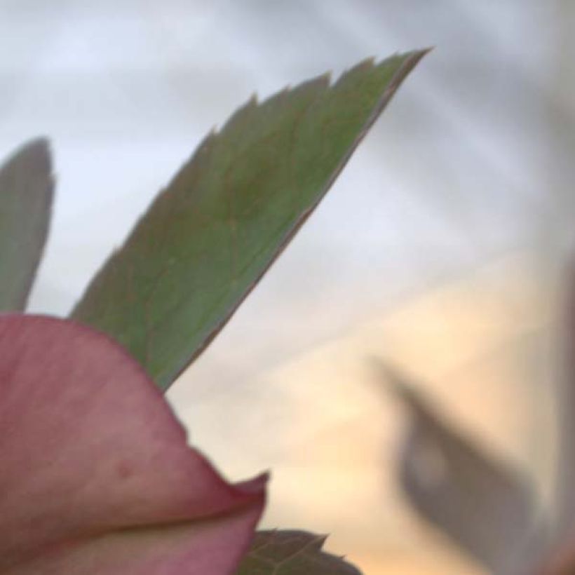 Idänjouluruusu - Helleborus orientalis subsp. abchasicus (Lehvistö)