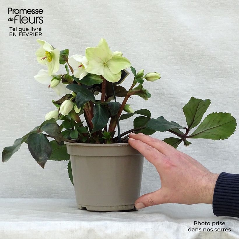 Esimerkki talvella toimitetusta Tarhajouluruusu HGC Ice N' Roses White 2 litran/3 litran ruukku-taimesta