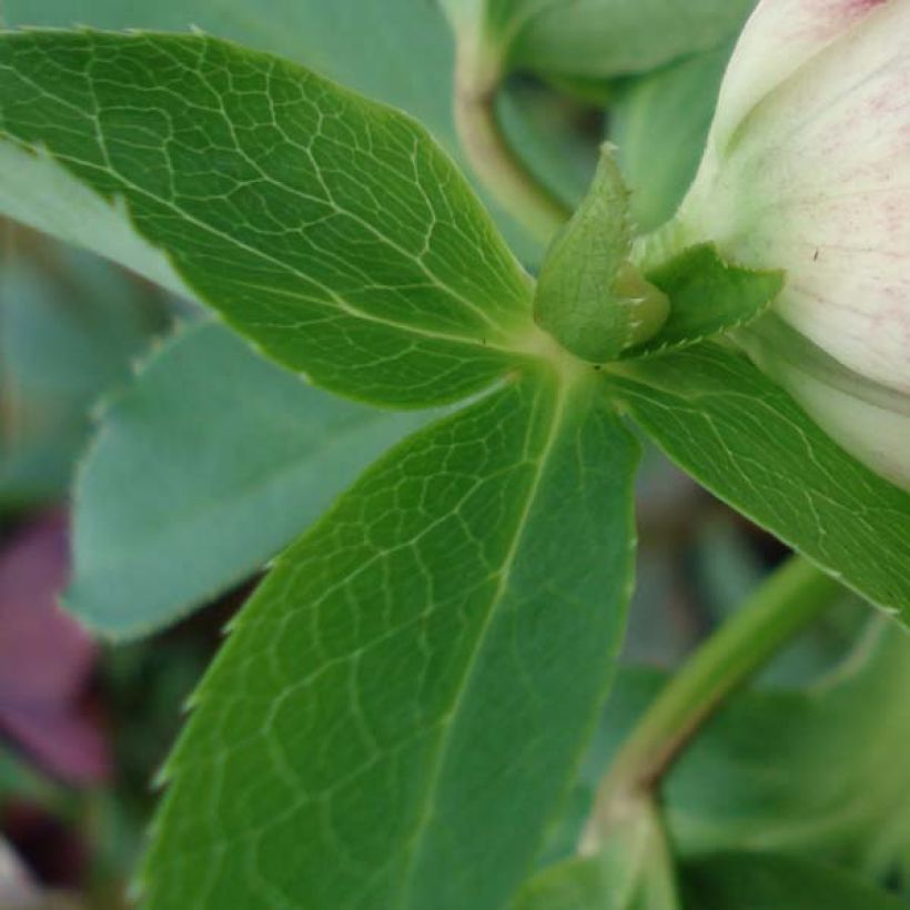 Idänjouluruusu Picotee - Helleborus (Lehvistö)