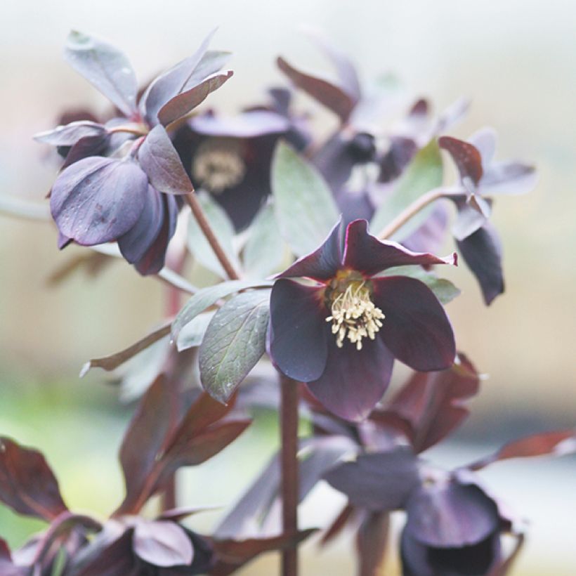 Idänjouluruusu Black Chocolate (Kukinta)
