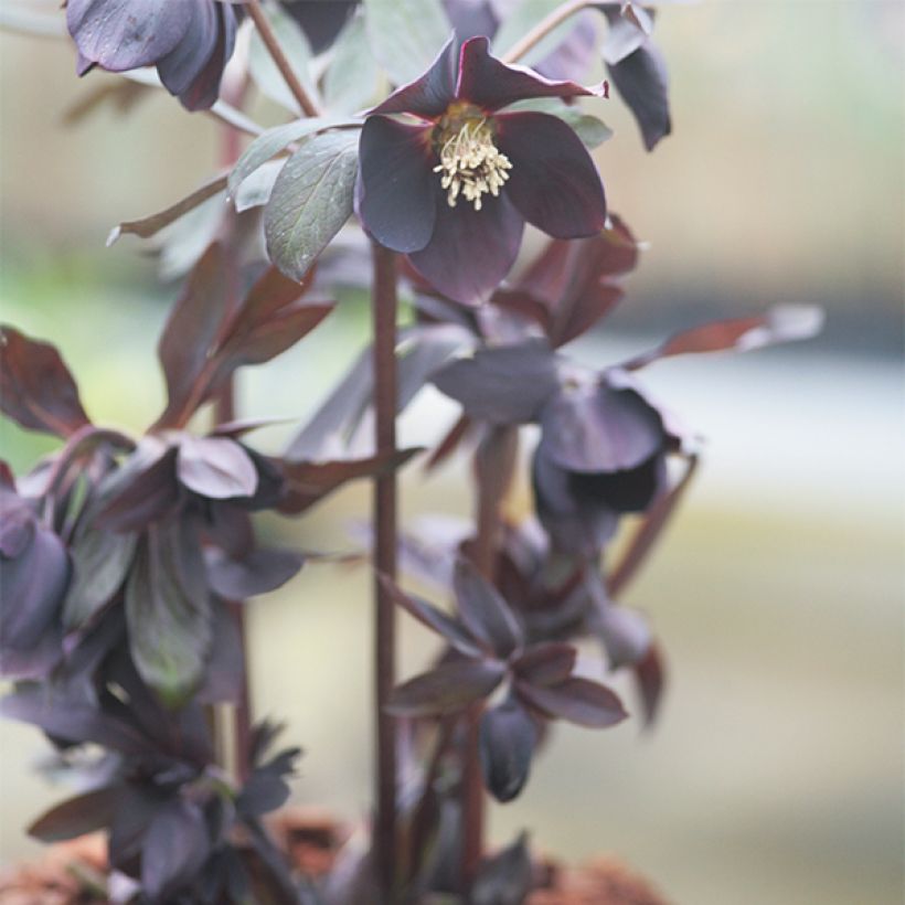 Idänjouluruusu Black Chocolate (Kasvutapa)