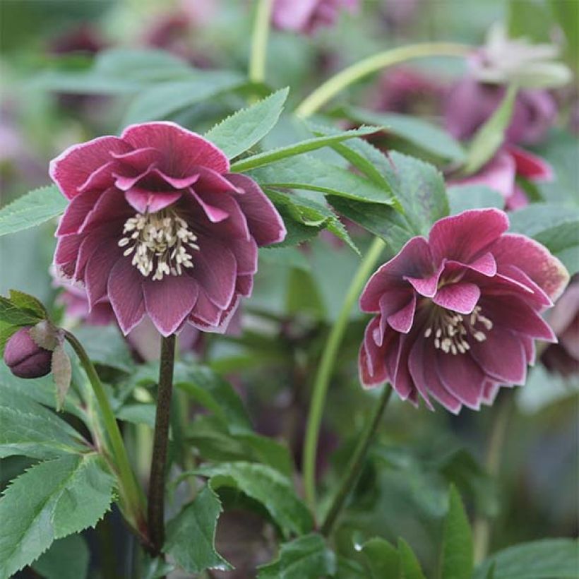 Idänjouluruusu Double Aubergine White Edge (Kukinta)