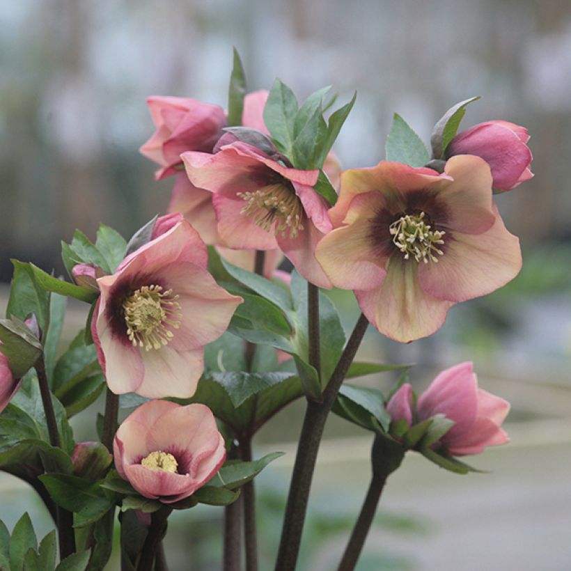 Idänjouluruusu Peach with Dark Center (Kukinta)