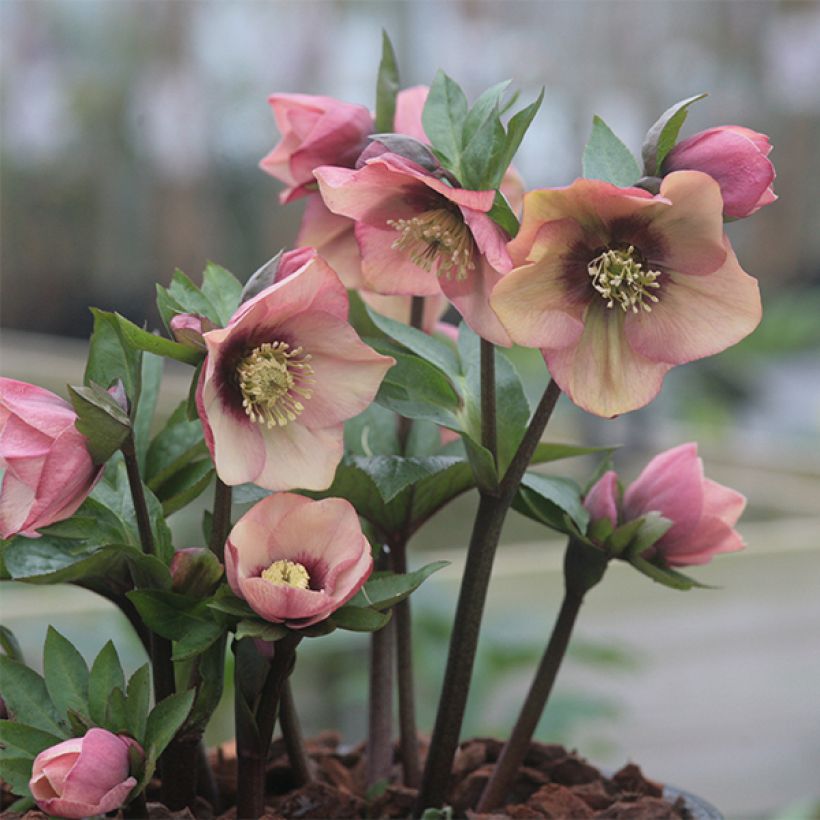 Idänjouluruusu Peach with Dark Center (Kasvutapa)