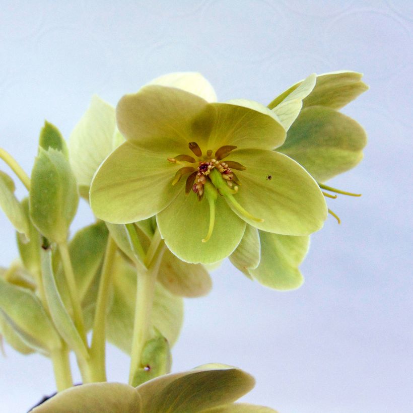 Korsikanjouluruusu - Helleborus argutifolius (Kukinta)