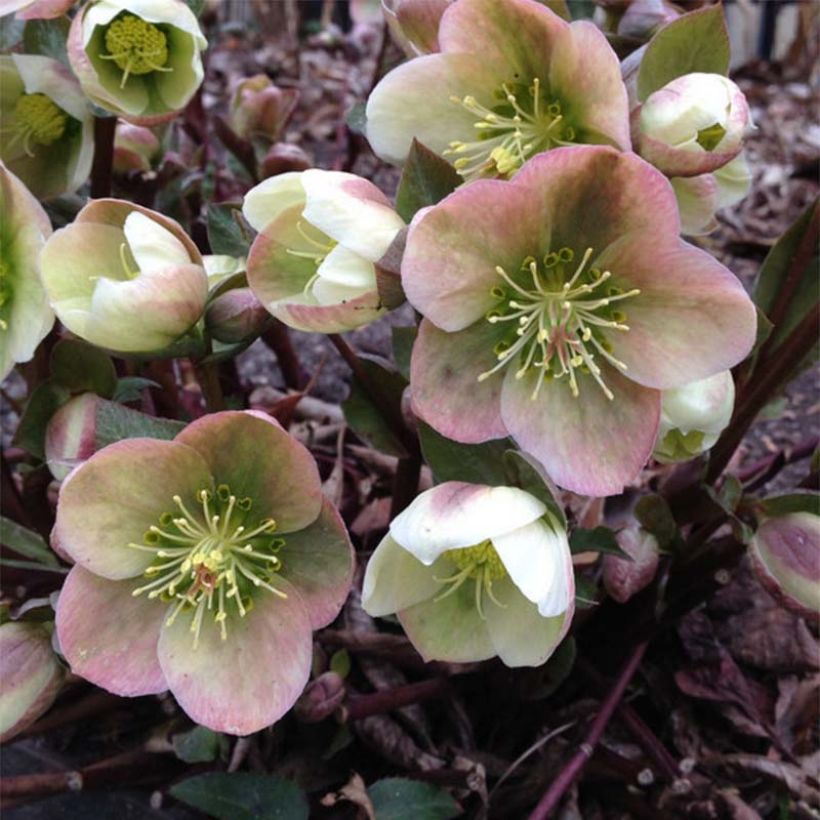 Tarhajouluruusu ericsmithii (Winter's Song) (Kukinta)