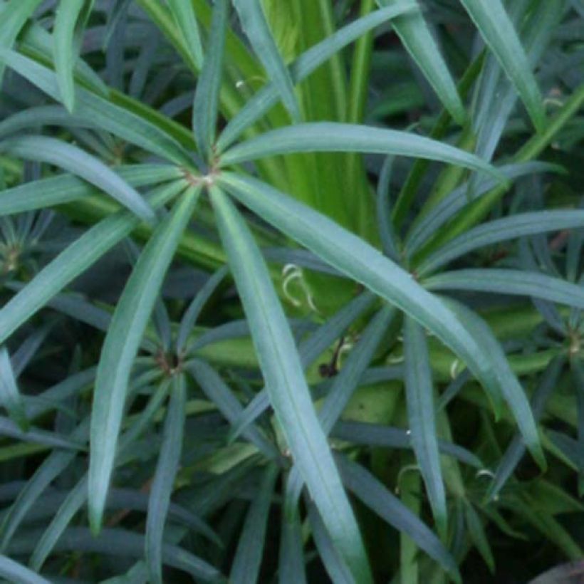 Haisujouluruusu - Helleborus foetidus (Lehvistö)