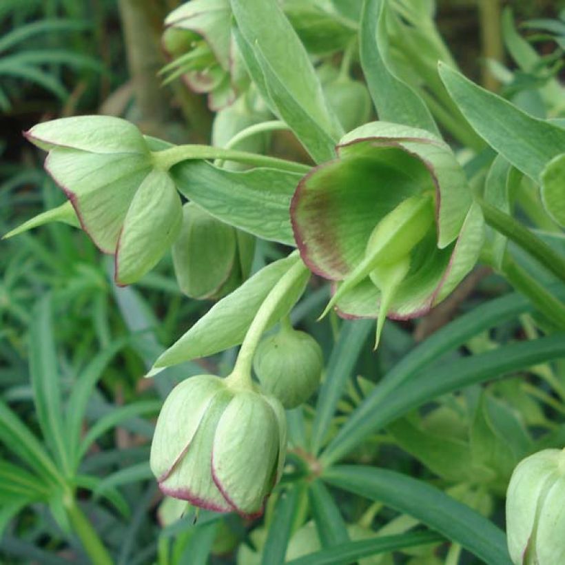 Haisujouluruusu - Helleborus foetidus (Kukinta)