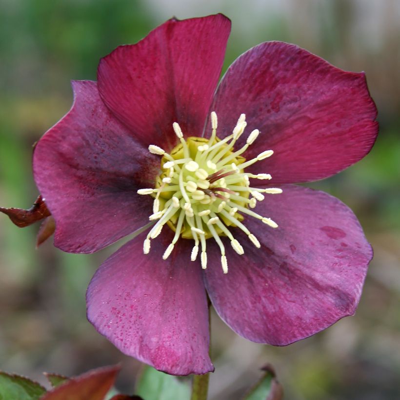 Idänjouluruusu Metallic Blue (Kukinta)