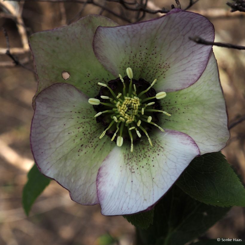 Idänjouluruusu Picotee - Helleborus (Kukinta)