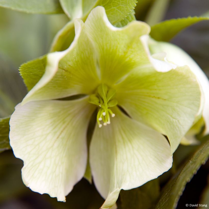 Idänjouluruusu Yellow Lady (Kukinta)