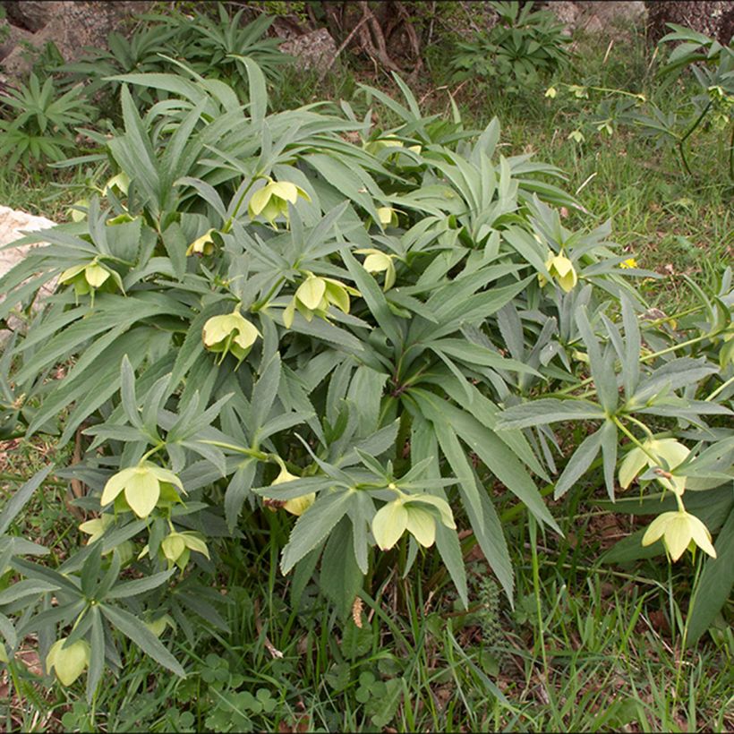 Jouluruusu - Helleborus multifidus (Kasvutapa)