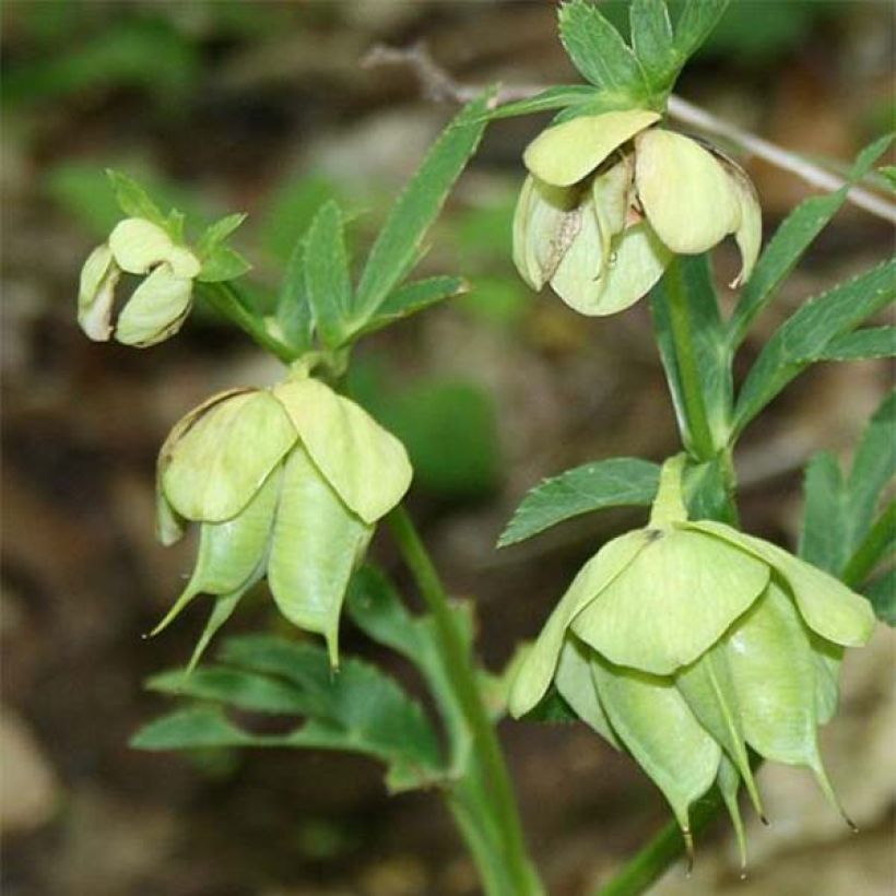 Jouluruusu ssp. bocconei (Kukinta)