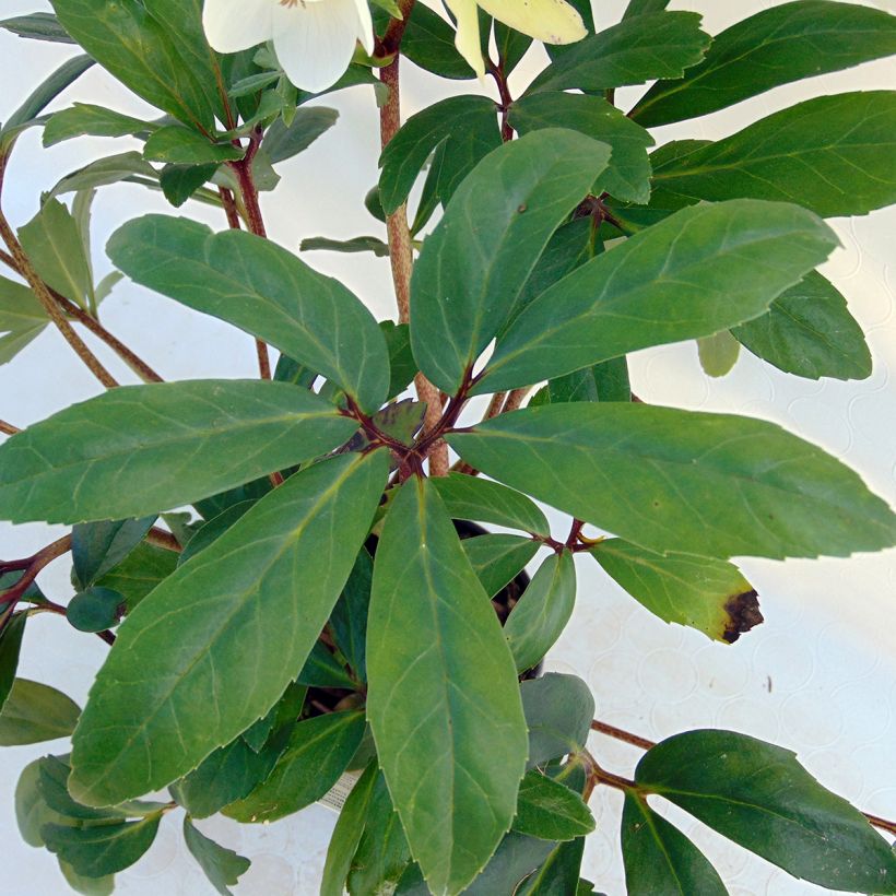 Vaaleajouluruusu vaaleanpunainen - Helleborus niger (Lehvistö)
