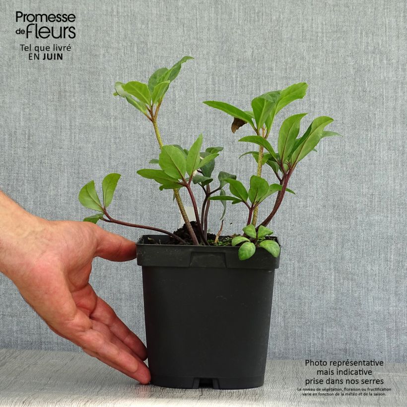 Esimerkki kesällä toimitetusta Vaaleajouluruusu vaaleanpunainen - Helleborus niger 2 litran/3 litran ruukku-taimesta