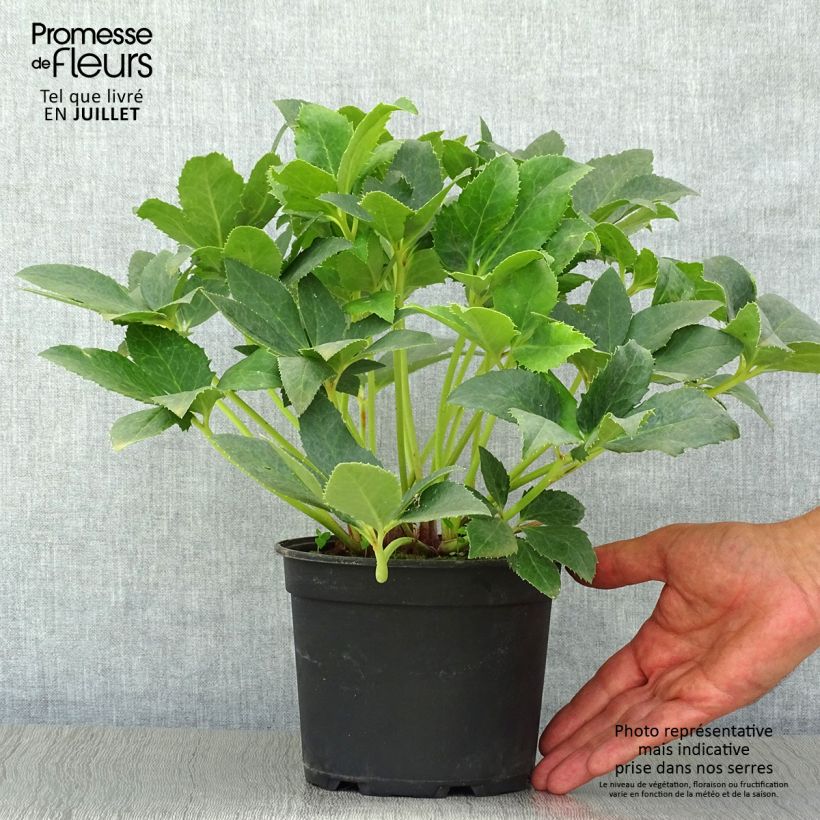 Esimerkki kesällä toimitetusta Jouluruusu - Helleborus x nigercors 2 litran/3 litran ruukku-taimesta