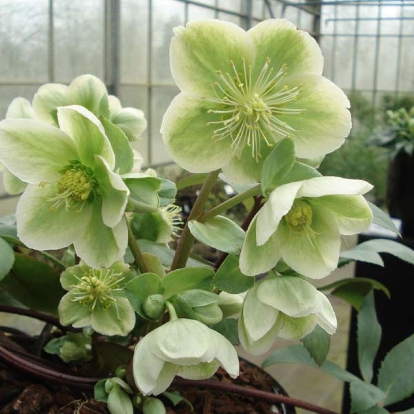 Jouluruusu - Helleborus x nigercors (Kukinta)