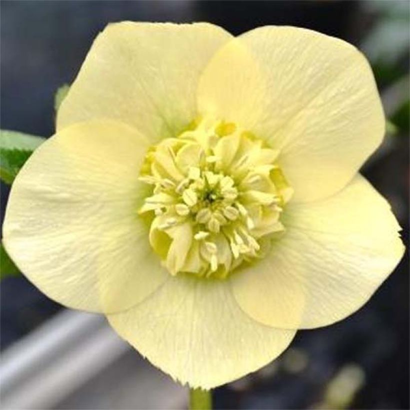 Idänjouluruusu Anemone Yellow (Kukinta)