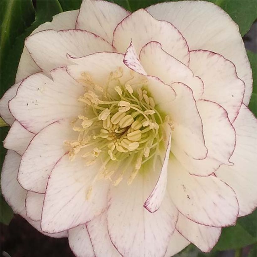 Idänjouluruusu Double White Red/Purple Edge (Kukinta)
