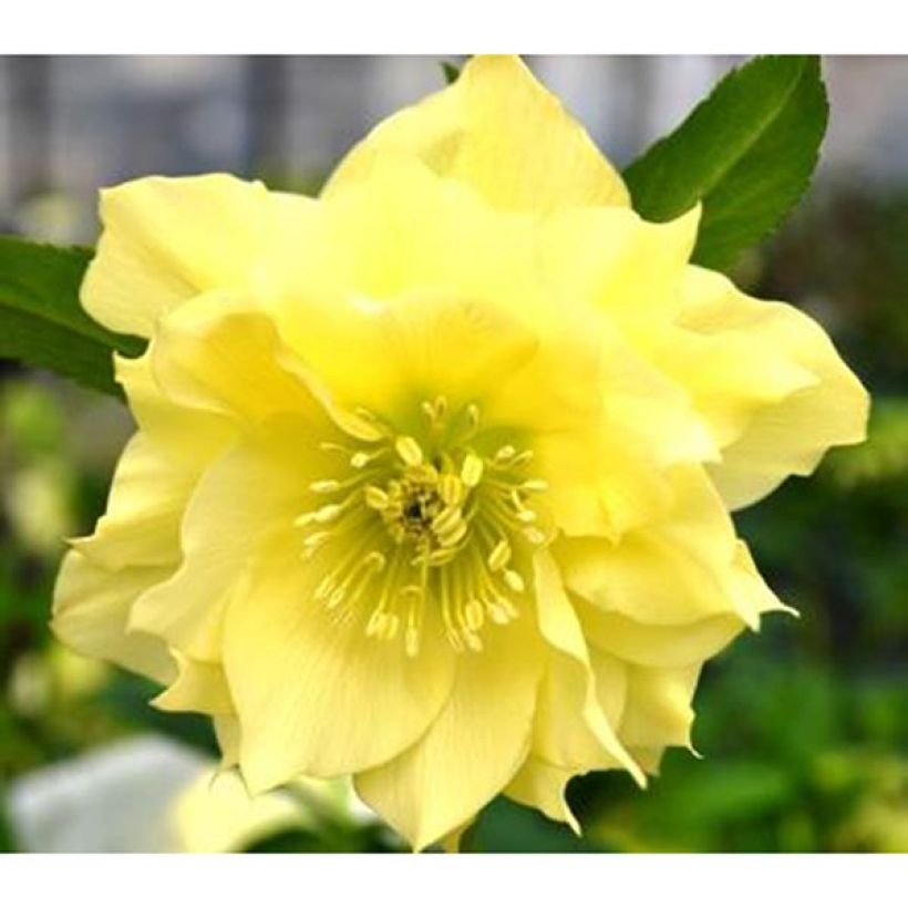 Idänjouluruusu Double Yellow (Kukinta)