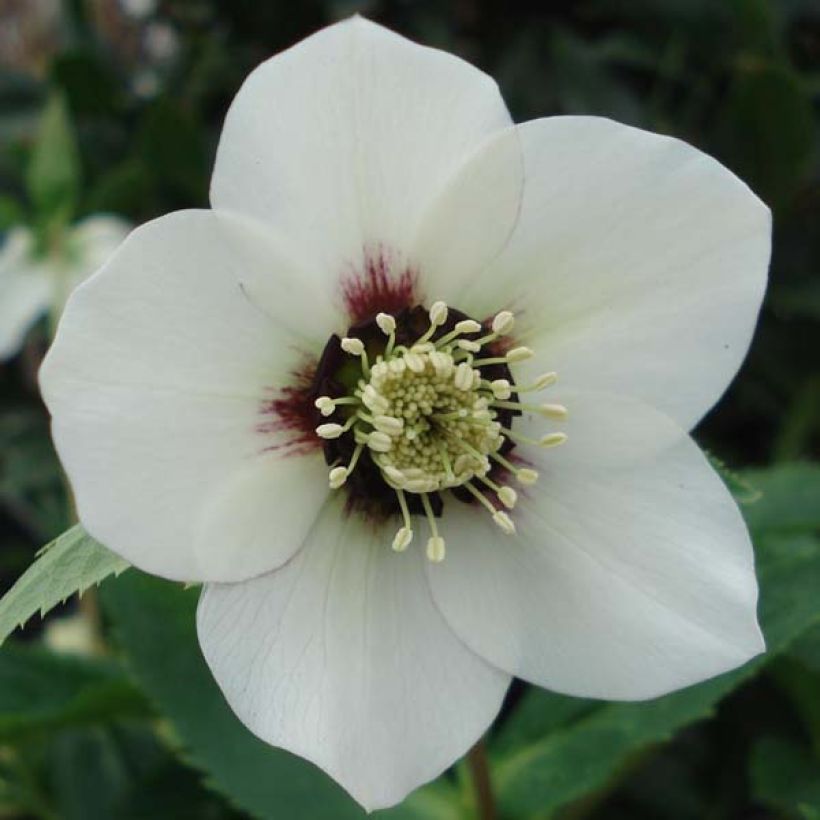 Idänjouluruusu White Red Center (Kukinta)