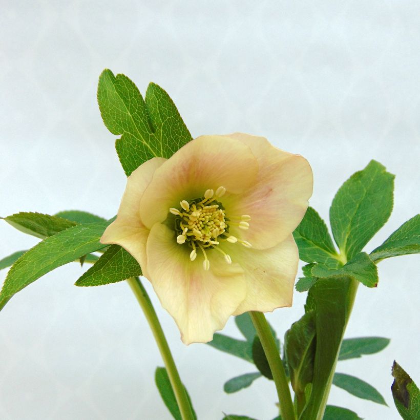 Idänjouluruusu Apricot (Kukinta)