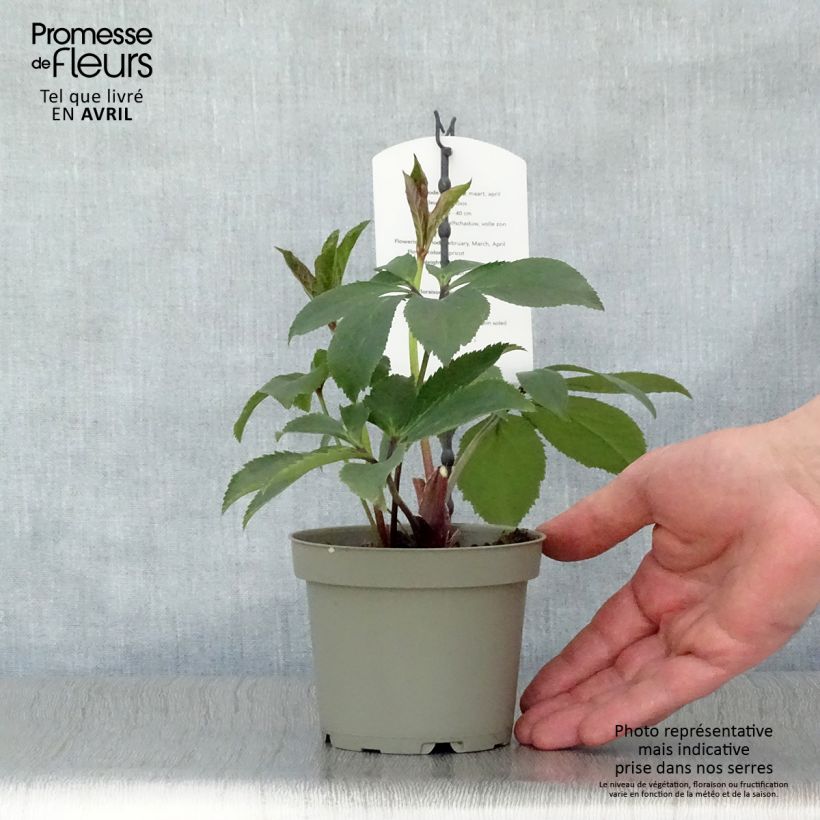 Esimerkki keväällä toimitetusta Idänjouluruusu Apricot 12 cm / 13 cm ruukku-taimesta