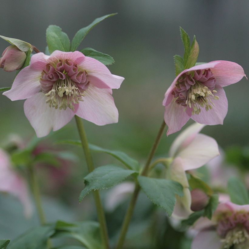 Idänjouluruusu Anemone Pink (Kukinta)