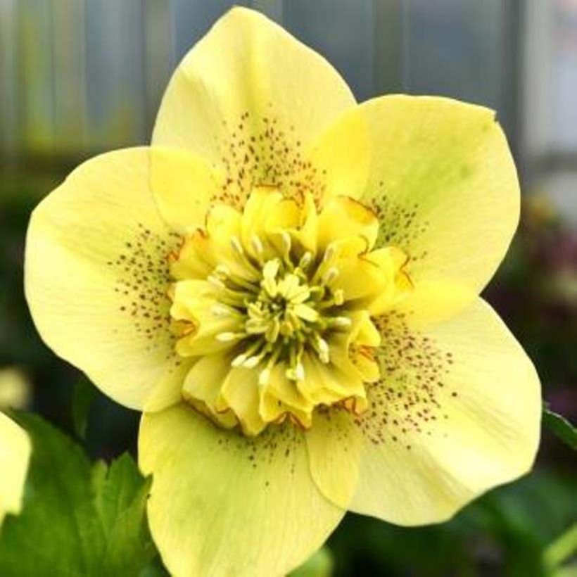 Idänjouluruusu Anemone Jaune Guttatus (Kukinta)