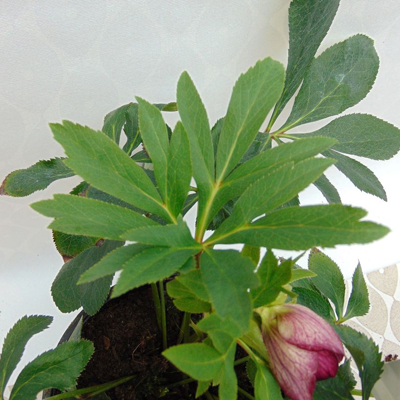 Idänjouluruusu Anemone Picotee (Lehvistö)