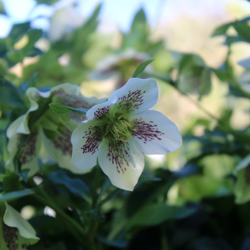 Idänjouluruusu Blanc guttatus (Kukinta)