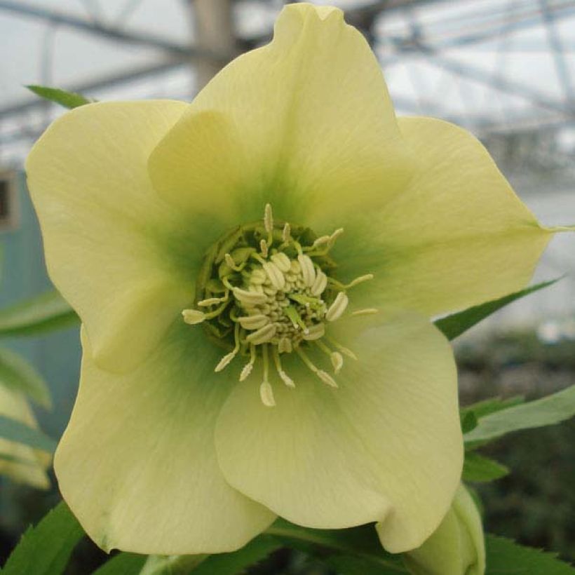 Idänjouluruusu Yellow (Kukinta)