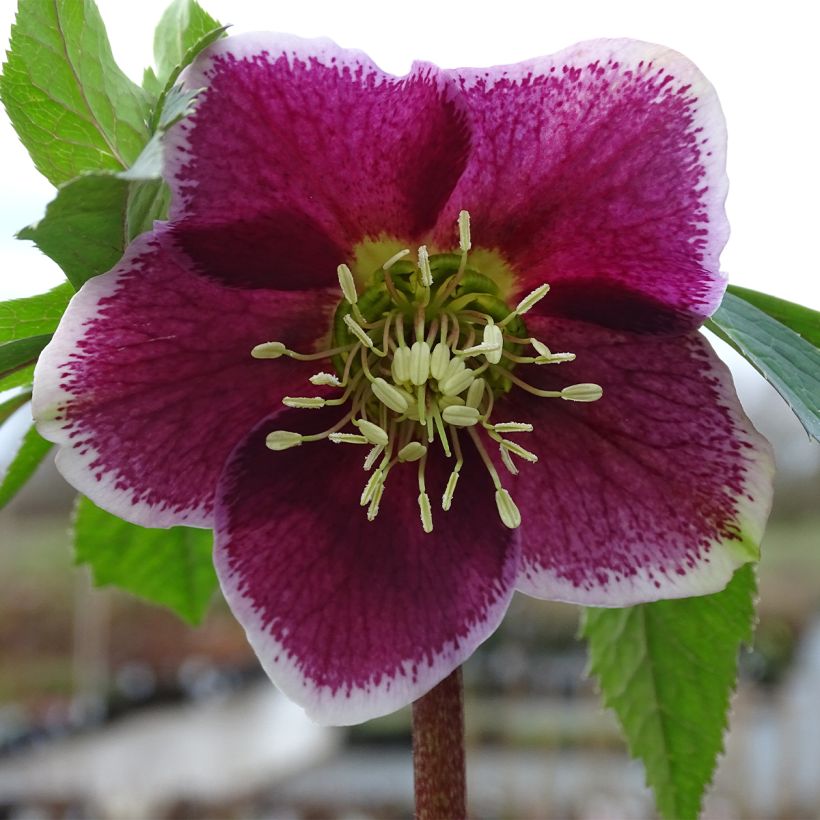 Idänjouluruusu Magic 'Aubergine Liseré (Kukinta)