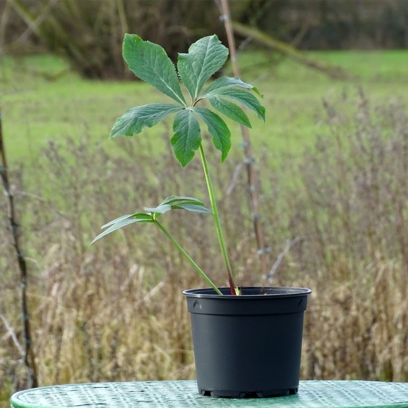 Idänjouluruusu Magic 'Aubergine Liseré (Kasvutapa)