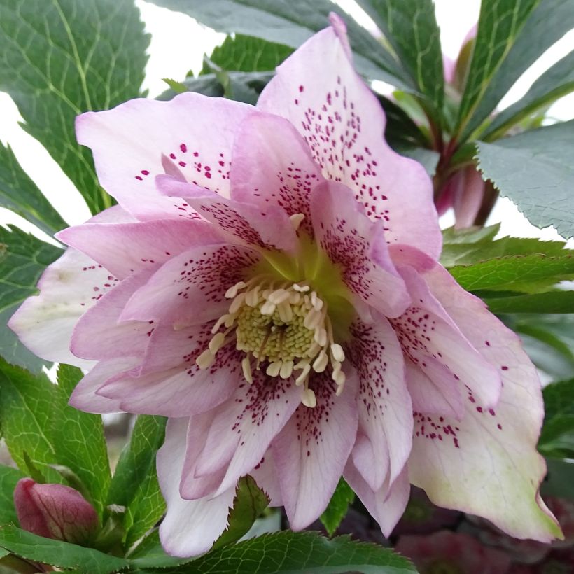 Idänjouluruusu Magic Double Rose (Kukinta)