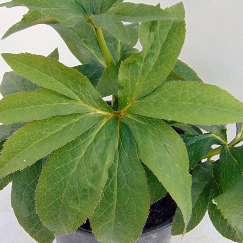 Idänjouluruusu Peach with Dark Center (Lehvistö)