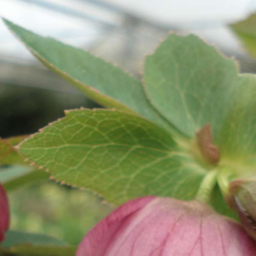Idänjouluruusu Pink (Lehvistö)