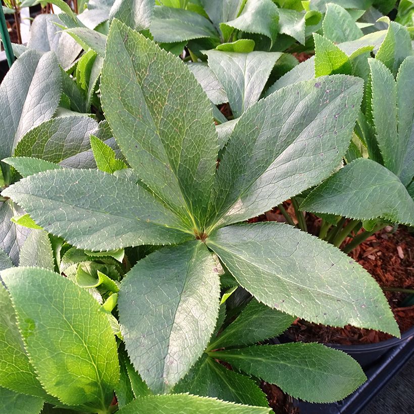 Idänjouluruusu ViV Teresa (Lehvistö)