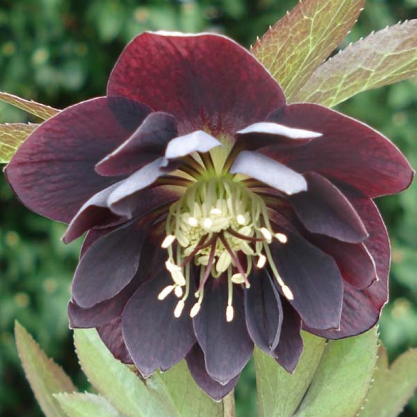 Idänjouluruusu Double Black (Kukinta)