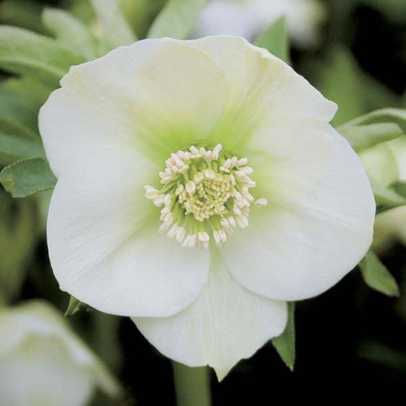 Idänjouluruusu White (Kukinta)