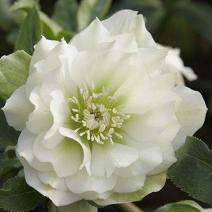 Idänjouluruusu Double White (Kukinta)