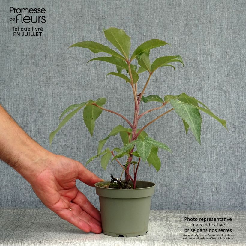 Esimerkki kesällä toimitetusta Jouluruusu - Helleborus x sternii 12 cm / 13 cm ruukku-taimesta