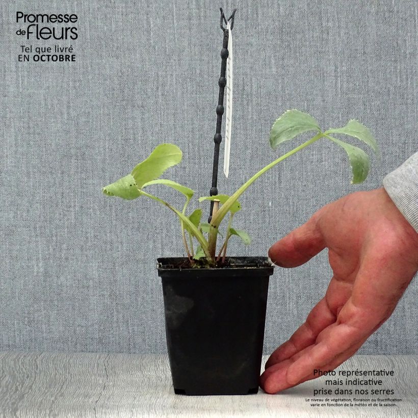 Esimerkki syksyllä toimitetusta Jouluruusu Remi 12 cm / 13 cm ruukku-taimesta