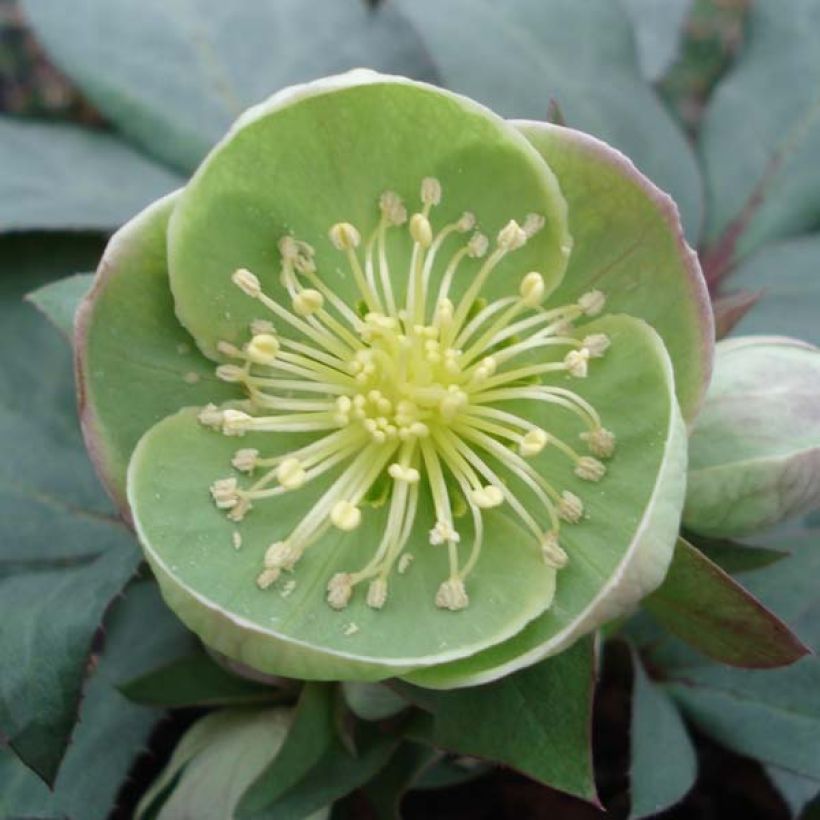 Jouluruusu Grey Star (Kukinta)