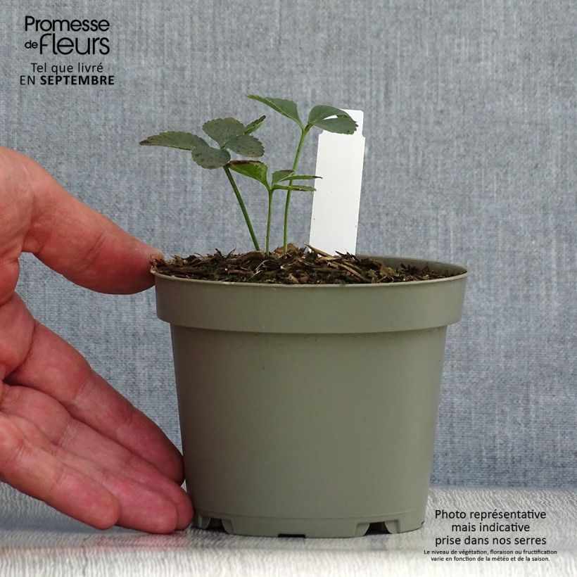 Esimerkki syksyllä toimitetusta Jouluruusu - Helleborus torquatus 1 litran / 1,5 litran ruukku-taimesta