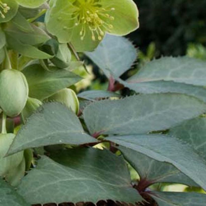 Jouluruusu - Helleborus x sternii (Lehvistö)