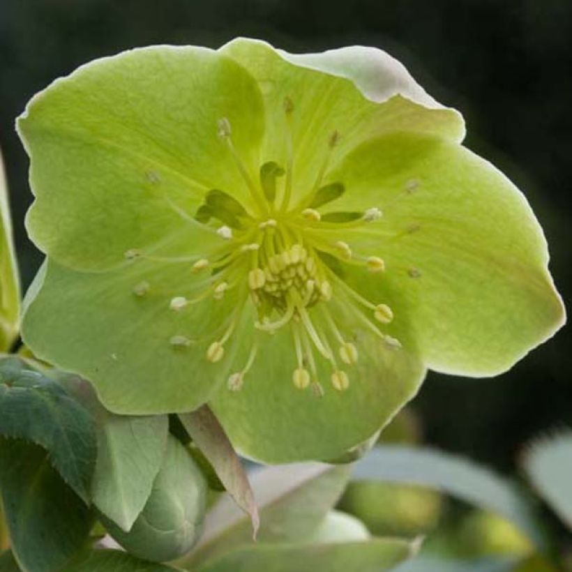 Jouluruusu - Helleborus x sternii (Kukinta)