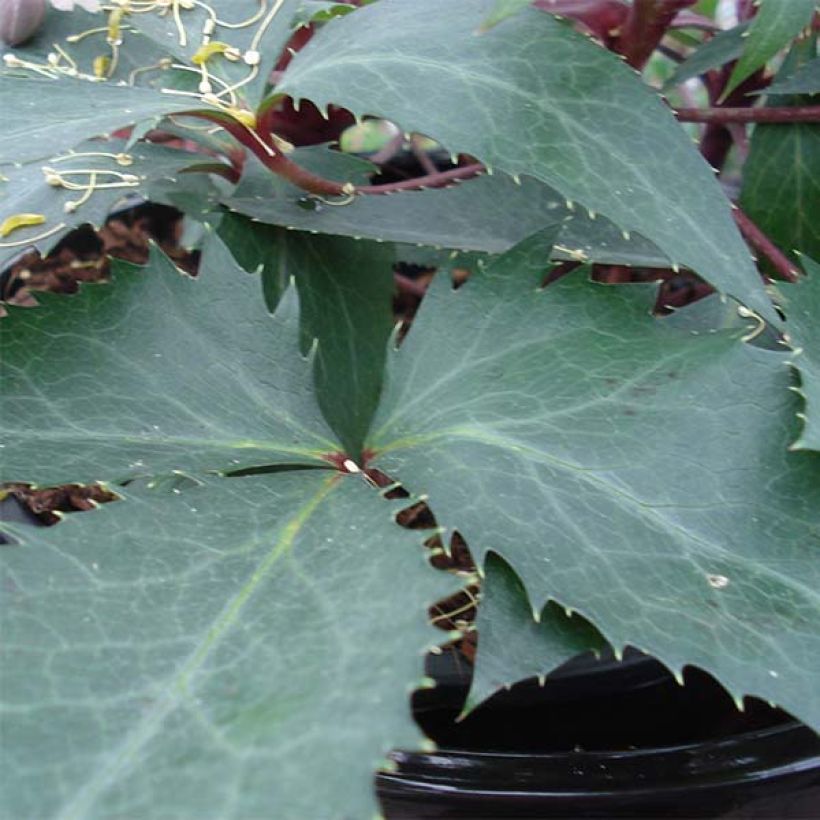 Jouluruusu Boughton Beauty (Lehvistö)