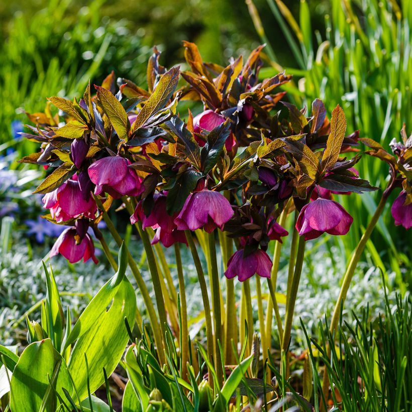 Idänjouluruusu - Helleborus orientalis subsp. abchasicus (Kasvutapa)